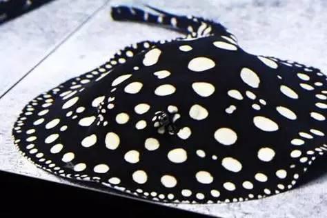 最贵的5种观赏鱼,如果你曾拥有过一种,请允许我叫你一声大佬!