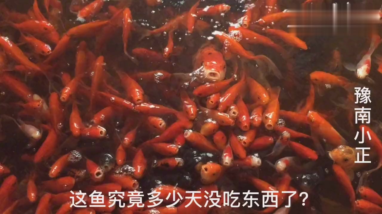 真的很神奇,一个声音就能吸引成百上千的锦鲤,这些鱼太饥饿了
