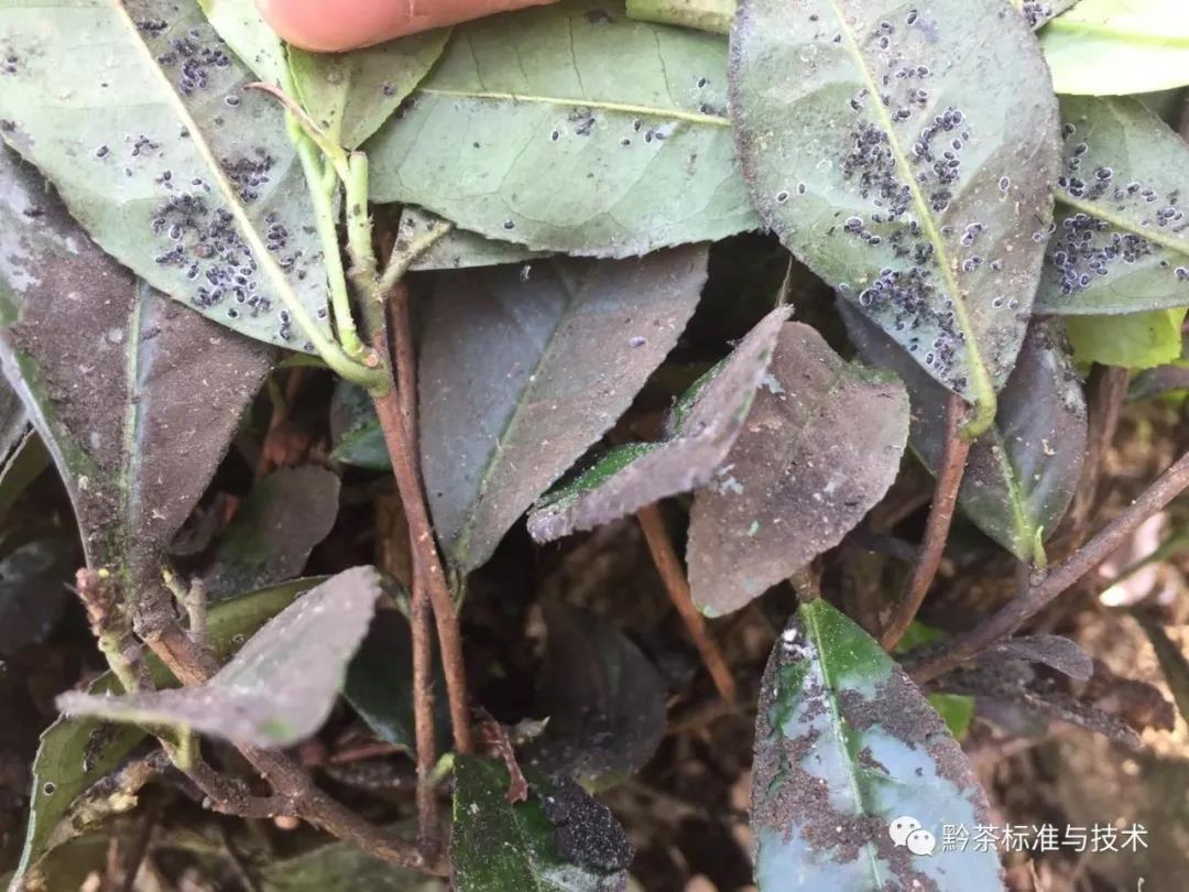 茶叶- 热门商品专区