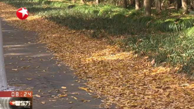 [图]上海：落叶景观道路“落叶不扫” 开启最美赏叶季