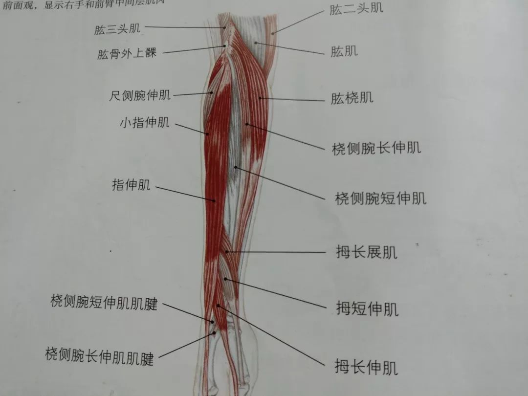 让我来解答网球肘之谜