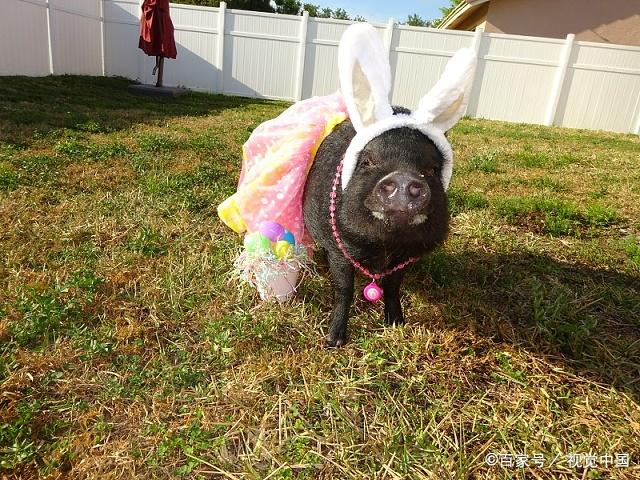 猪穿裙子照片图片