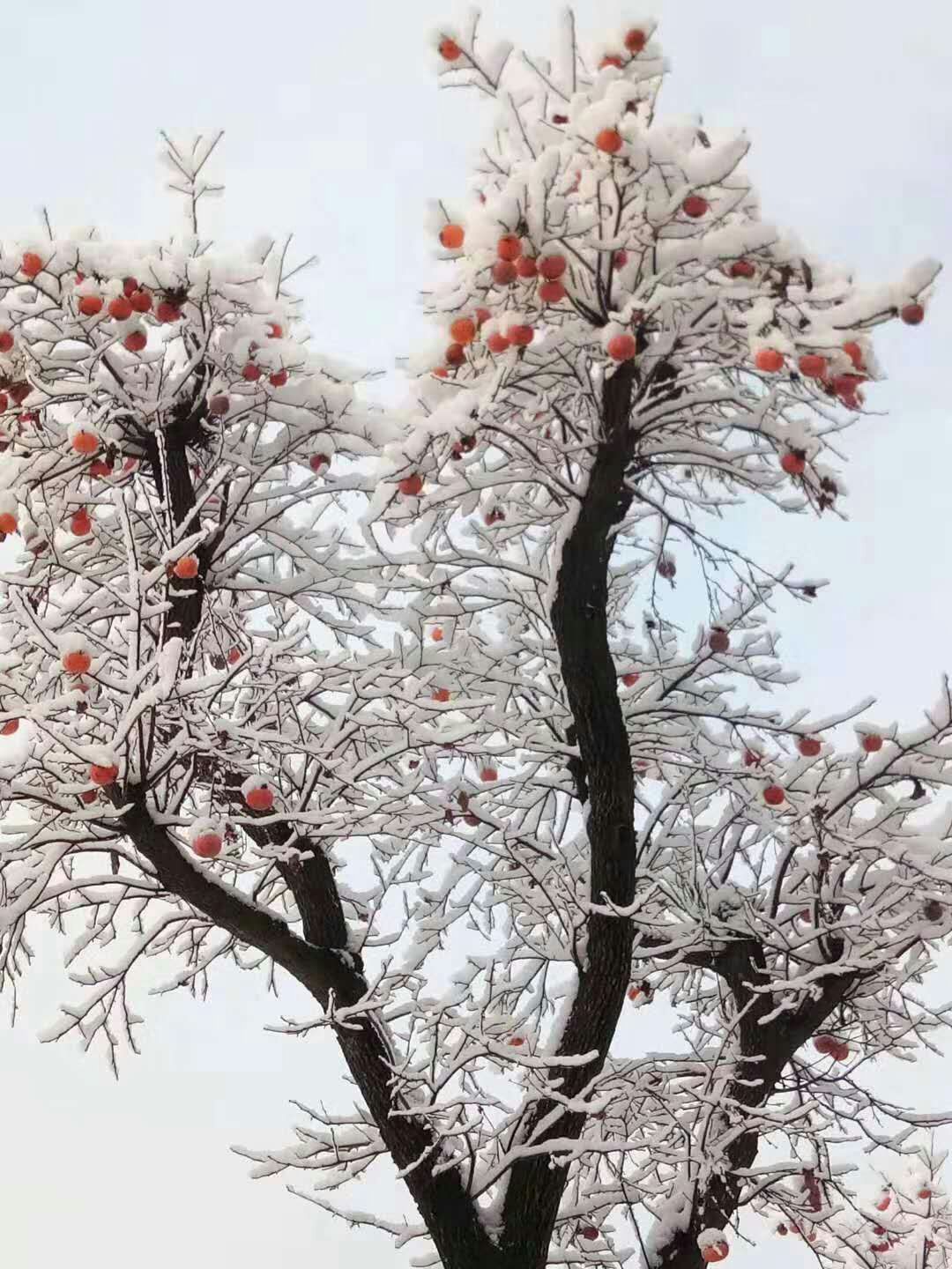 家乡的雪景,傲然耸立的柿子树——雪里透红与众不同