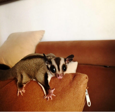 蜜袋鼯,体态轻盈娇小,模样讨喜,喜欢自我清洁