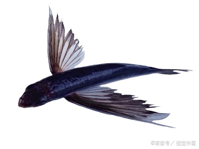 飞鱼有着两个翅膀,它的身体长长的