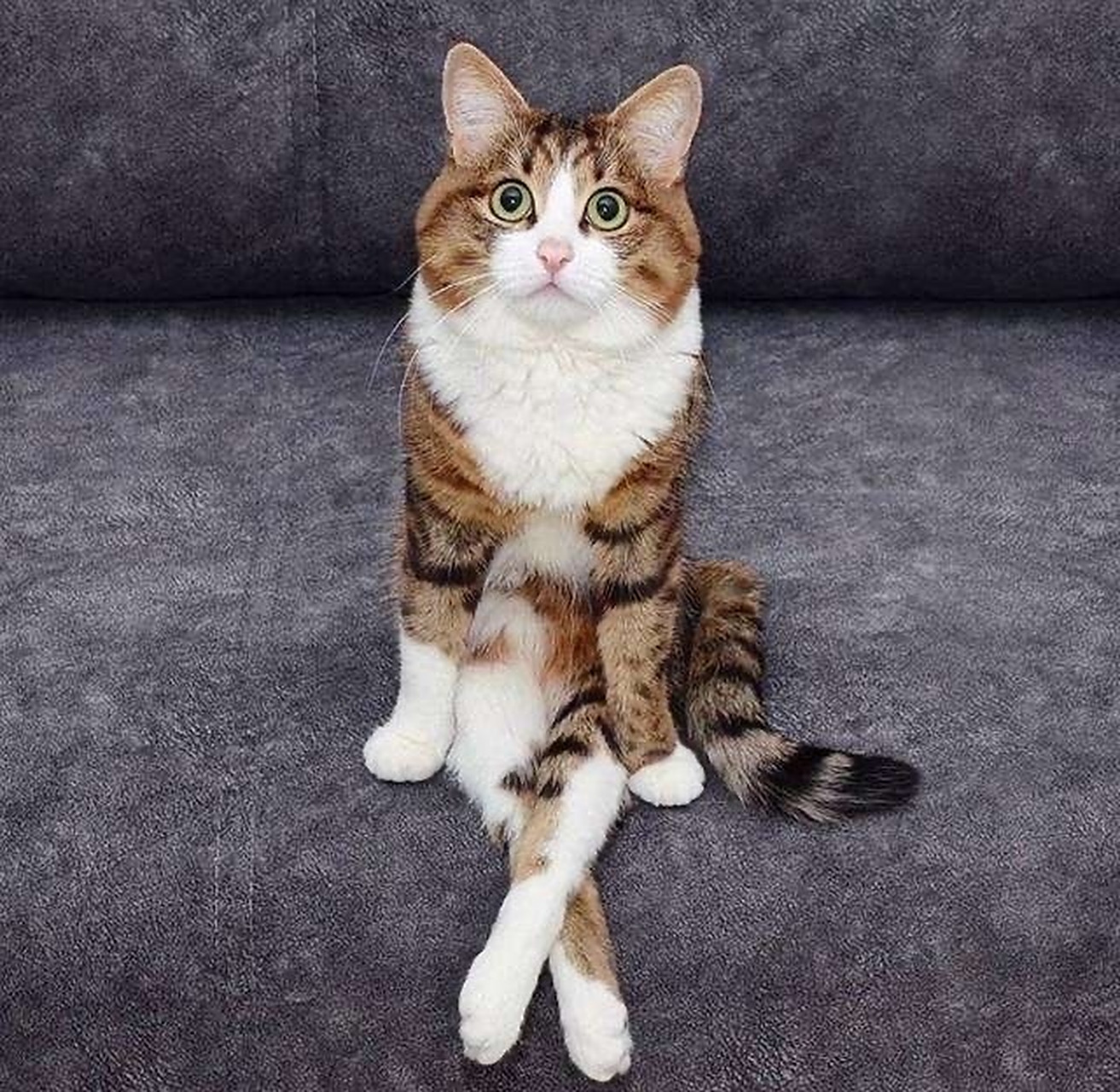 万物皆可云#【云吸猫】这坐姿够霸气～我也是真的服你了