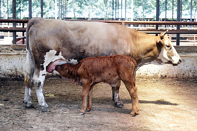 两头转基因"克隆牛",真的很可爱,想抱抱它
