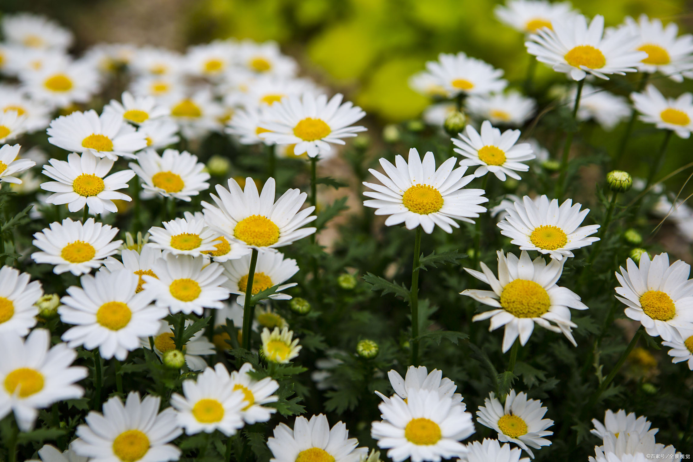 白晶菊的开花期一般会在冬季的末期,到夏初这段时间.