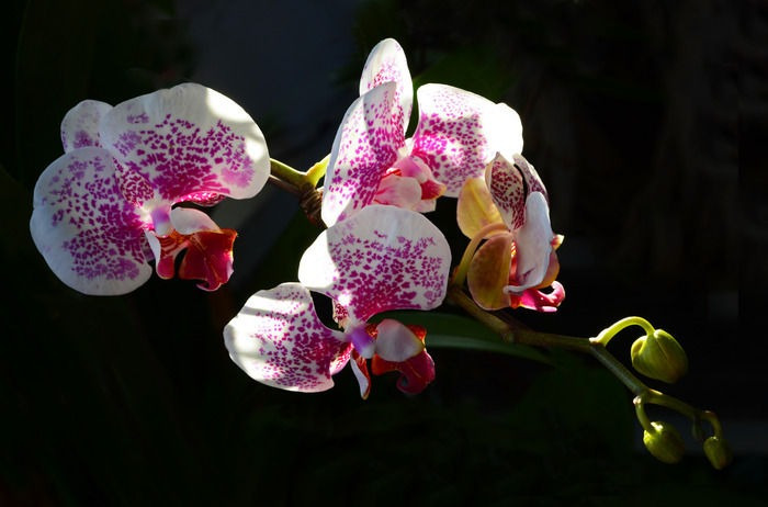 斑点蝴蝶兰品种分享,来看看法国斑点白花命名等都是由何而来的!