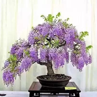 4月发文:紫藤老桩盆景,淡紫色的花朵,如风铃,古典的美感