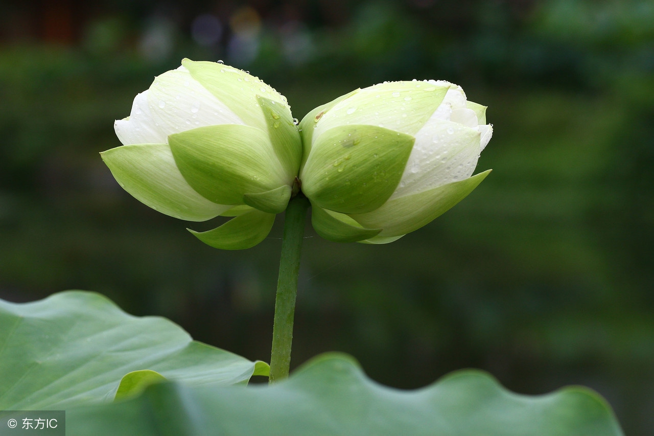 稽首兰云大士前,莫生西土莫生天. 愿将一滴杨枝水,洒作人间并蒂莲.