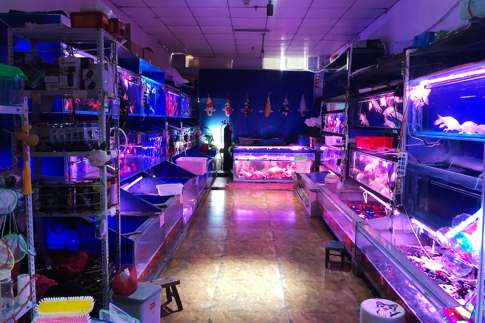 在郑州市花卉市场内,各种水族馆里的观赏鱼类,龟类品类繁多,由于非