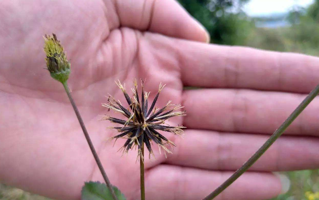 此草名字听着很奇怪,其实是消炎降压的良药,看见了记得拔回家