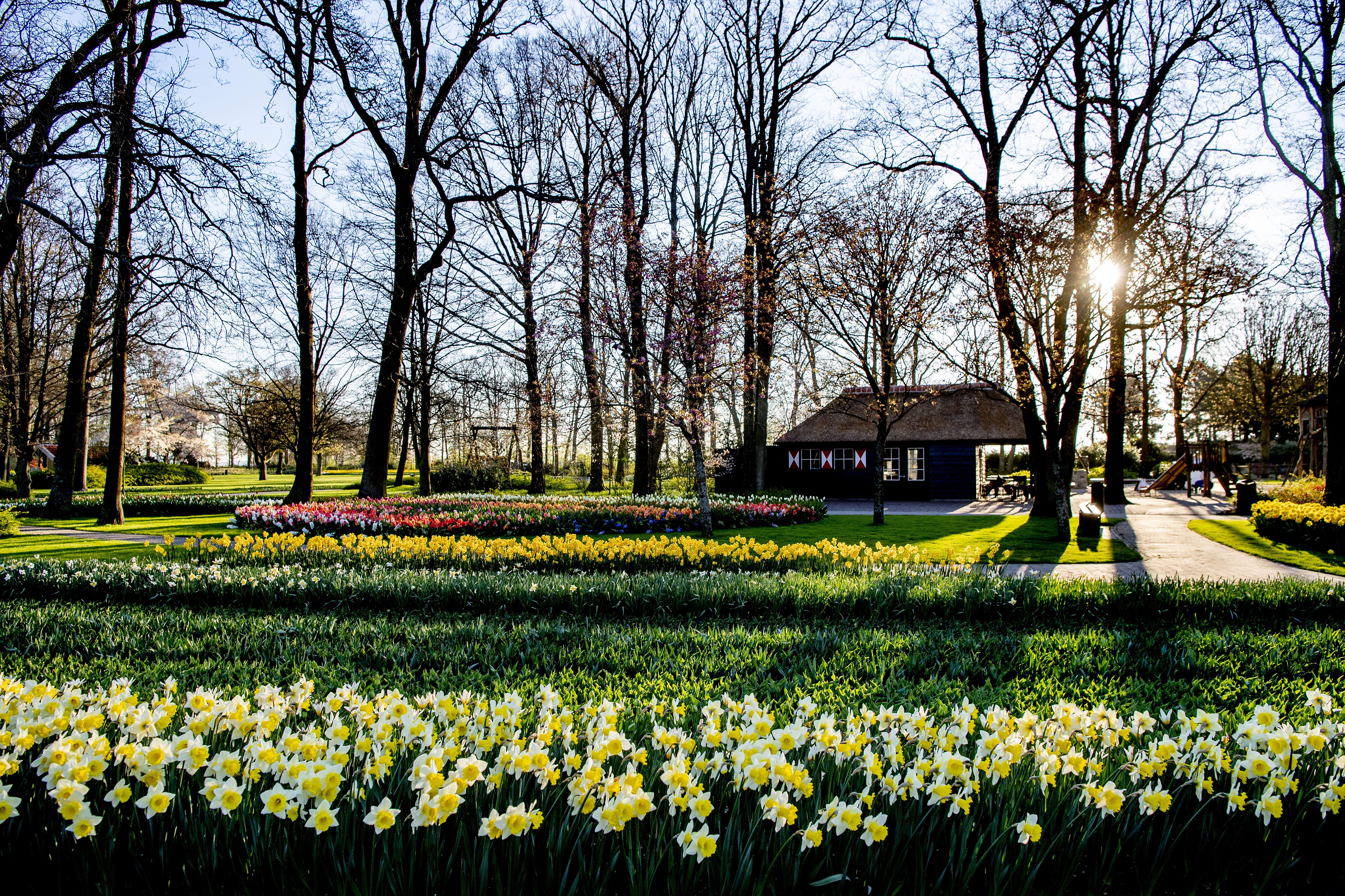 荷兰库肯霍夫公园:郁金香开 游人不再(4)