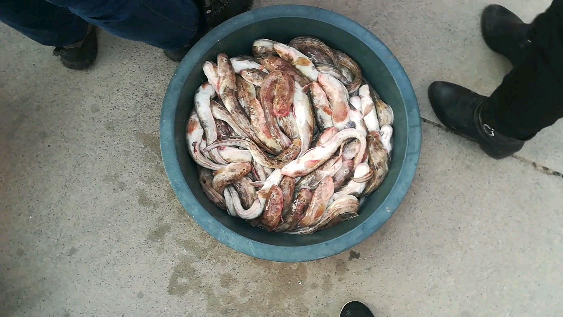 出门看到一群人不知道在干嘛,竟然在买黄狗鱼