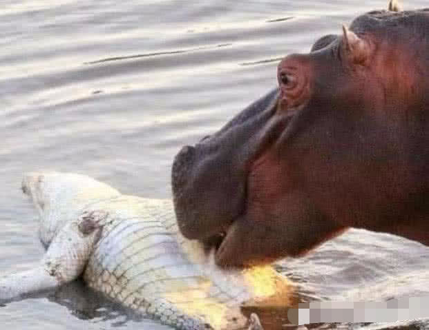 小鳄鱼太搞笑了,知道自己打不过大河马,直接躺到河里