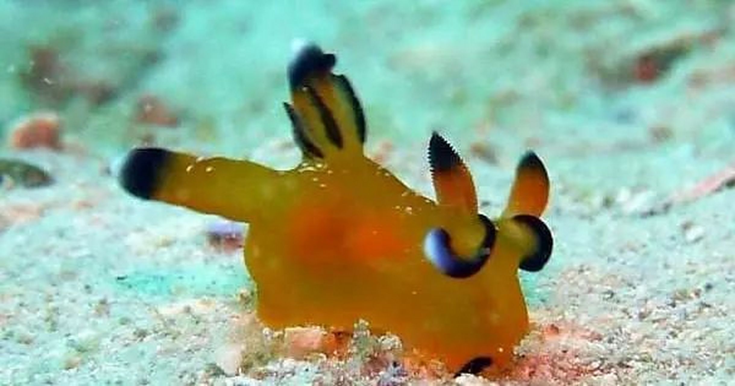 公布答案: 姓名:海兔子 出生地:海兔种类有3,000多种,遍及全球海域