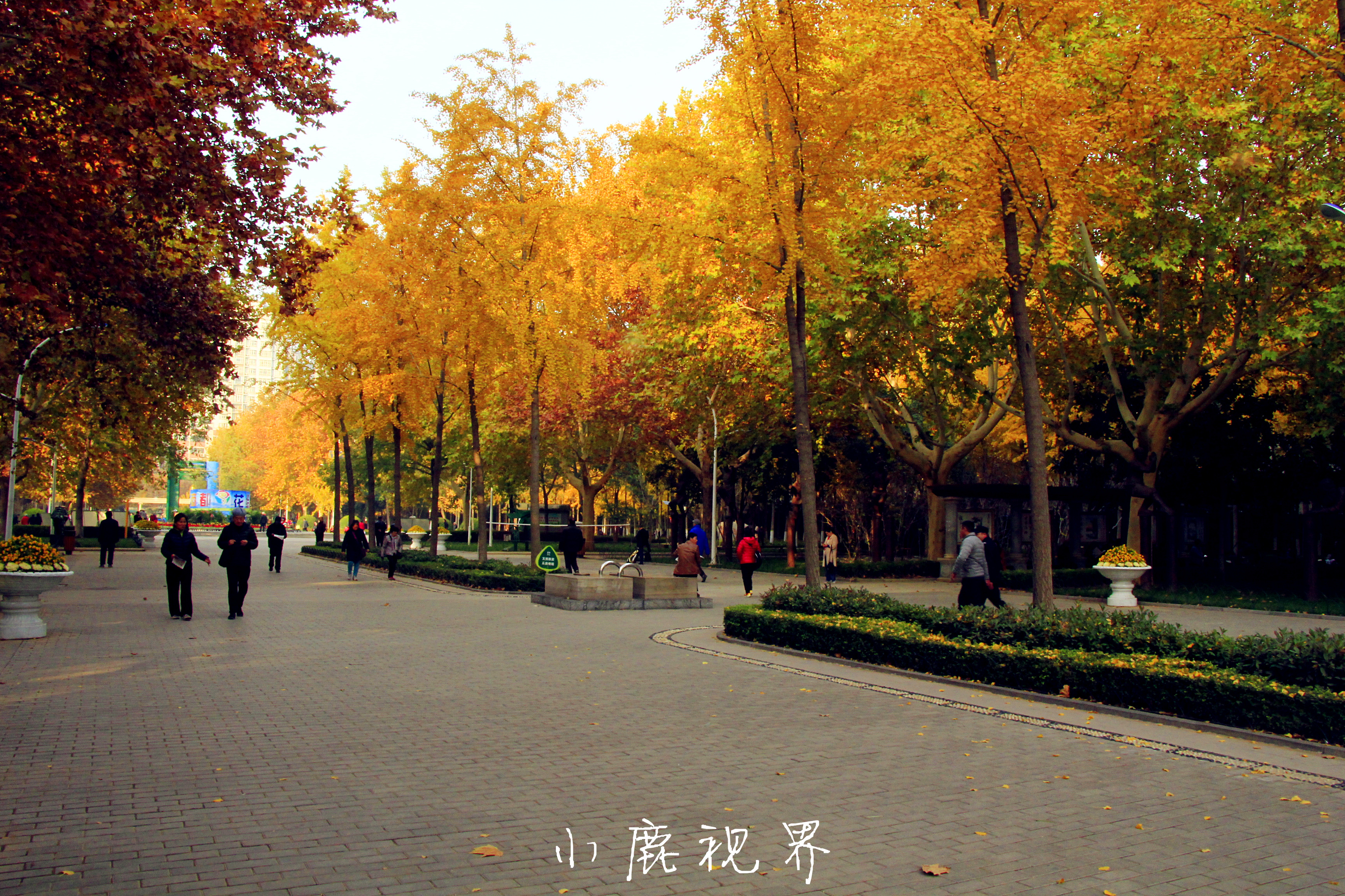 郑州文博广场银杏林实拍!现在看正是时候,美成一幅画!
