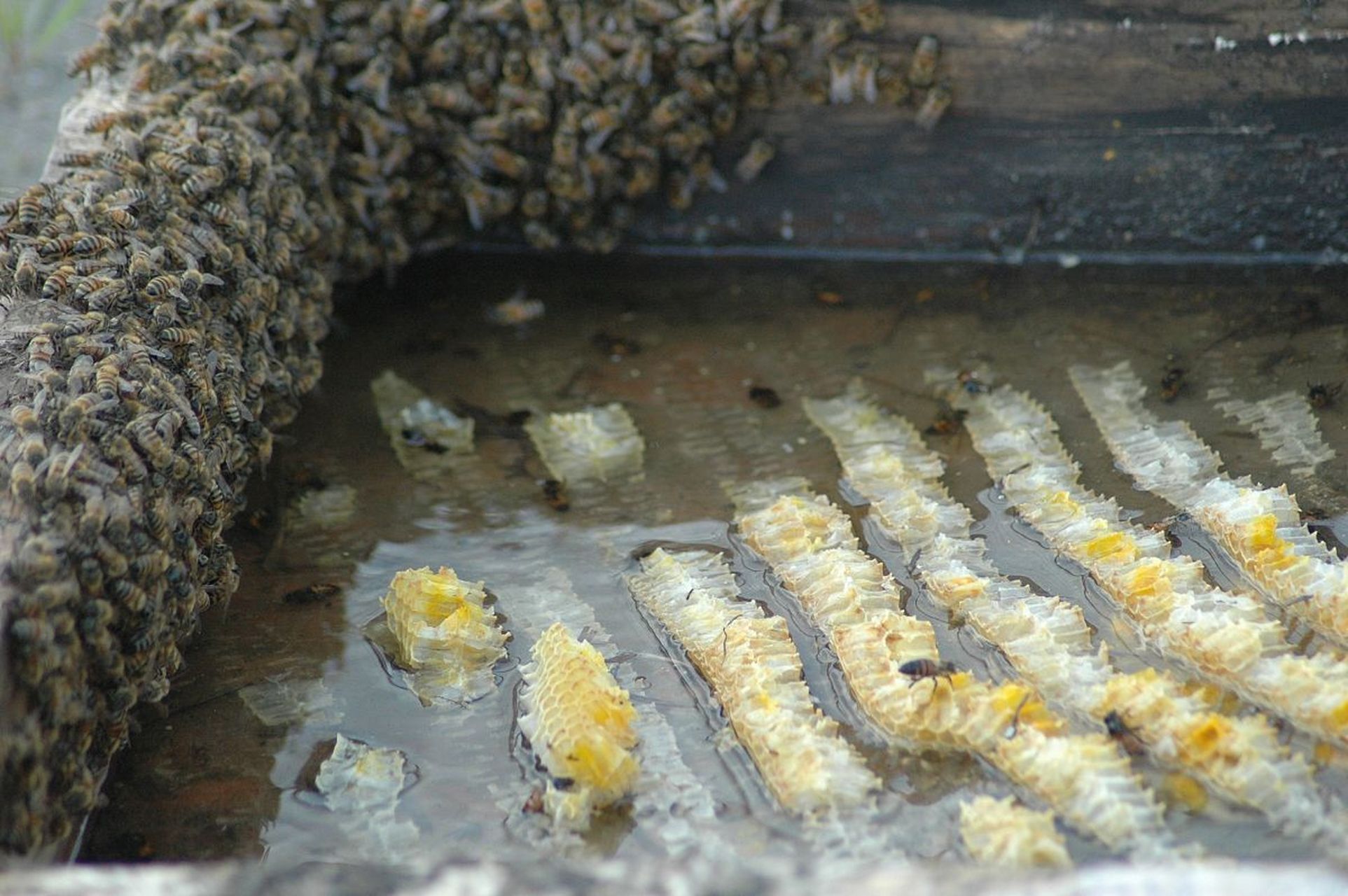 大麦虫养殖,轻松开启热门产业大门!