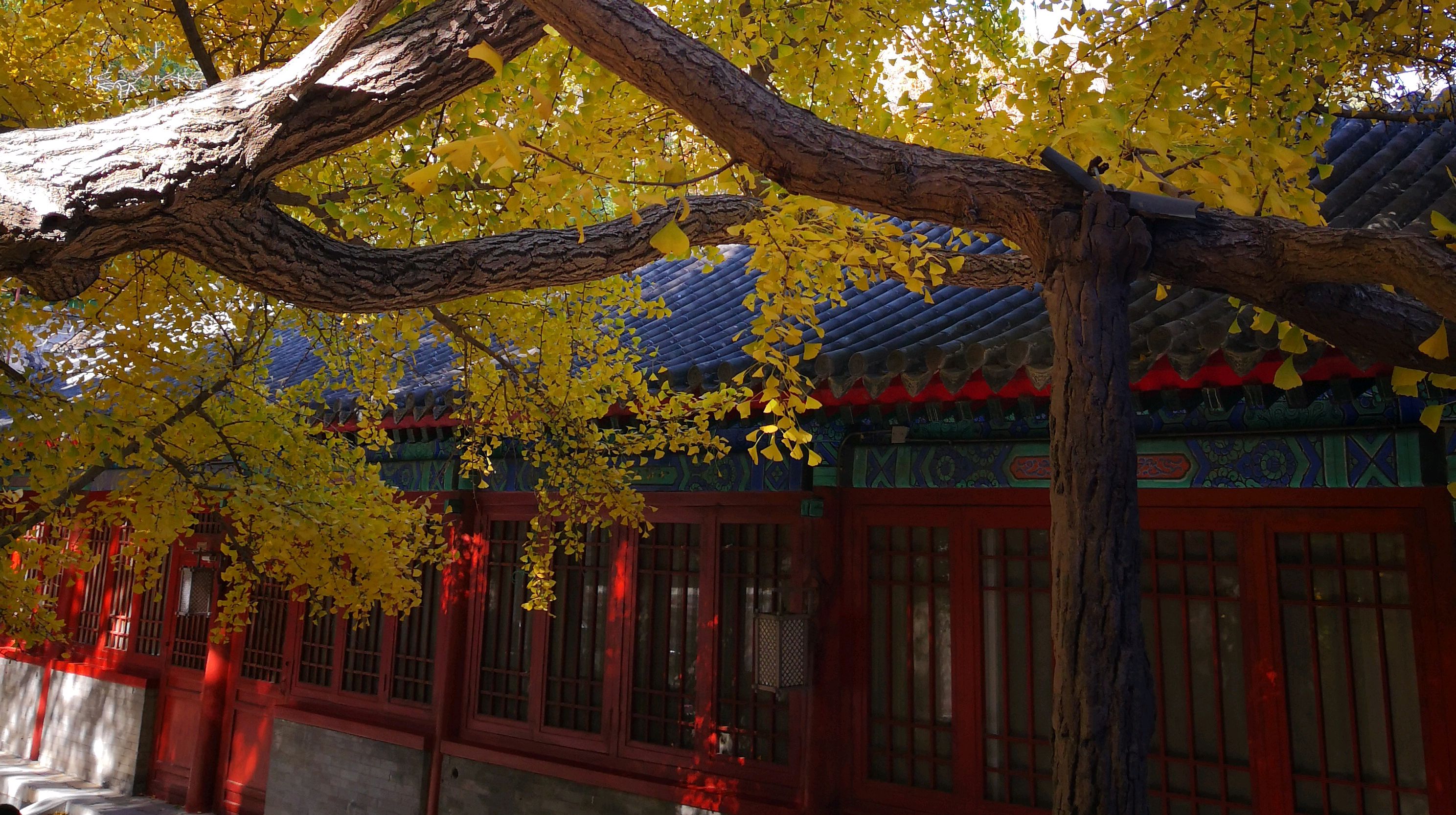 北京大觉寺银杏图片