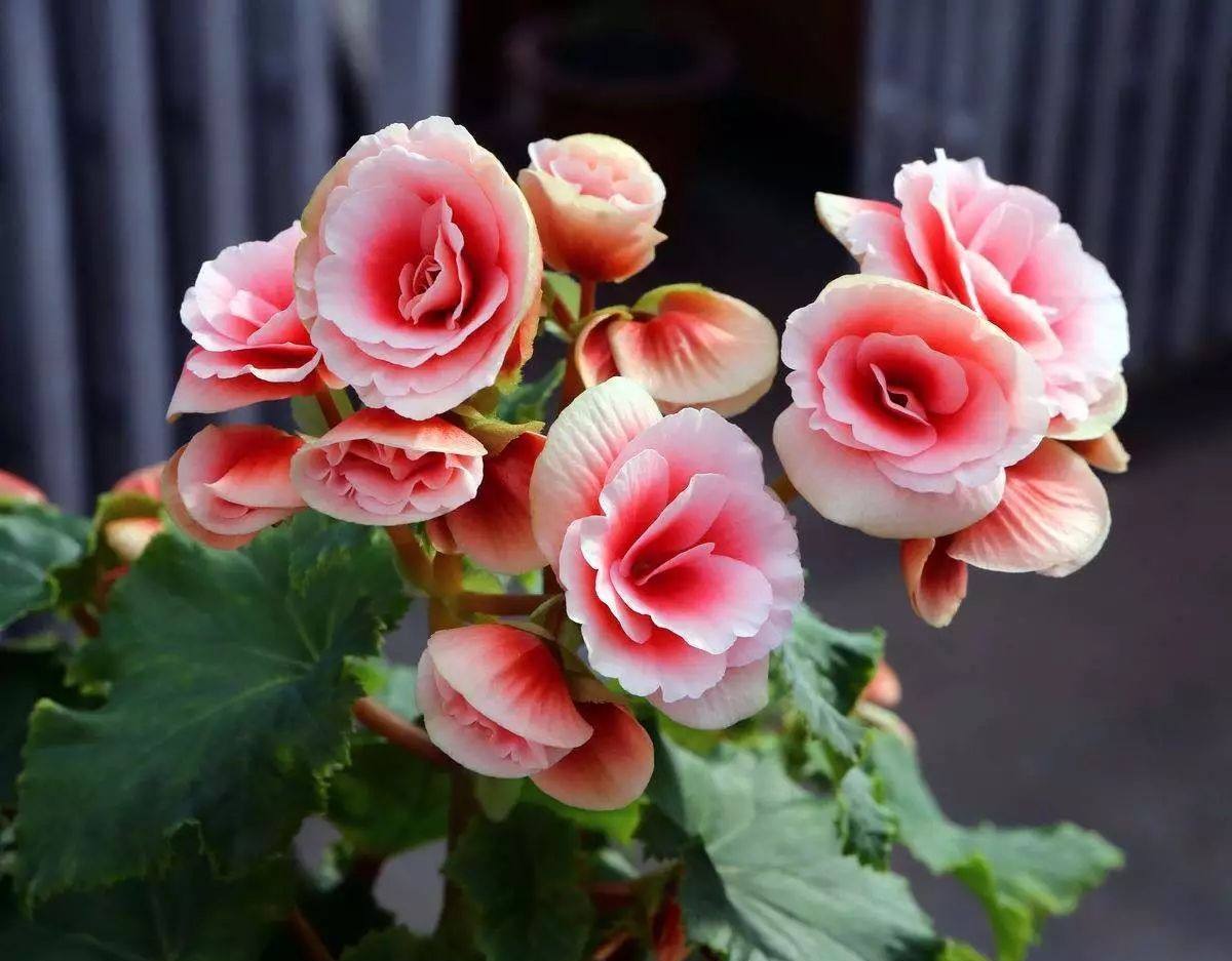 丽格海棠品种介绍以及栽培管理注意事项!