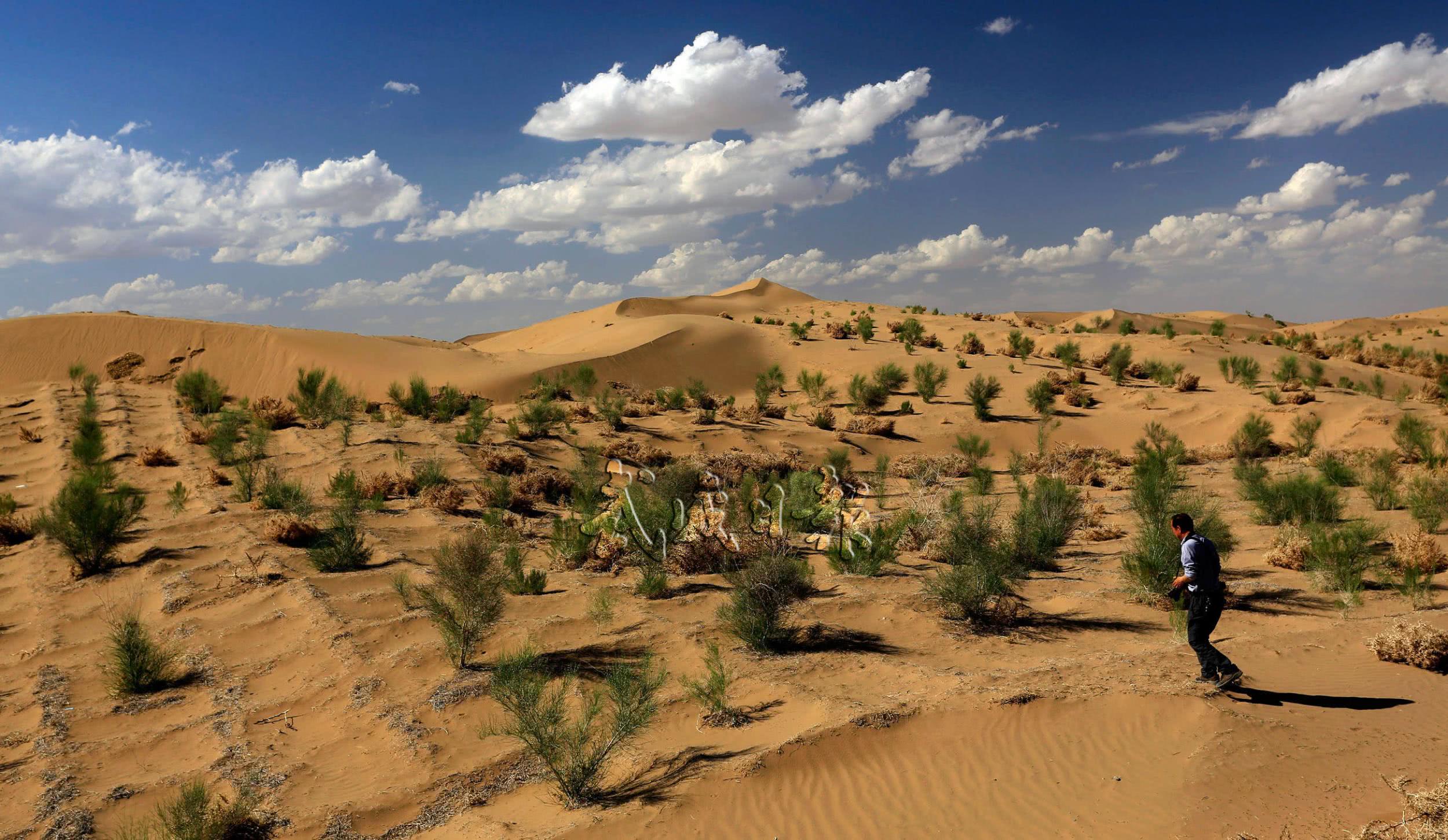 支付宝中的蚂蚁森林,其实就在这片沙漠中,上千亩地的梭梭林真美