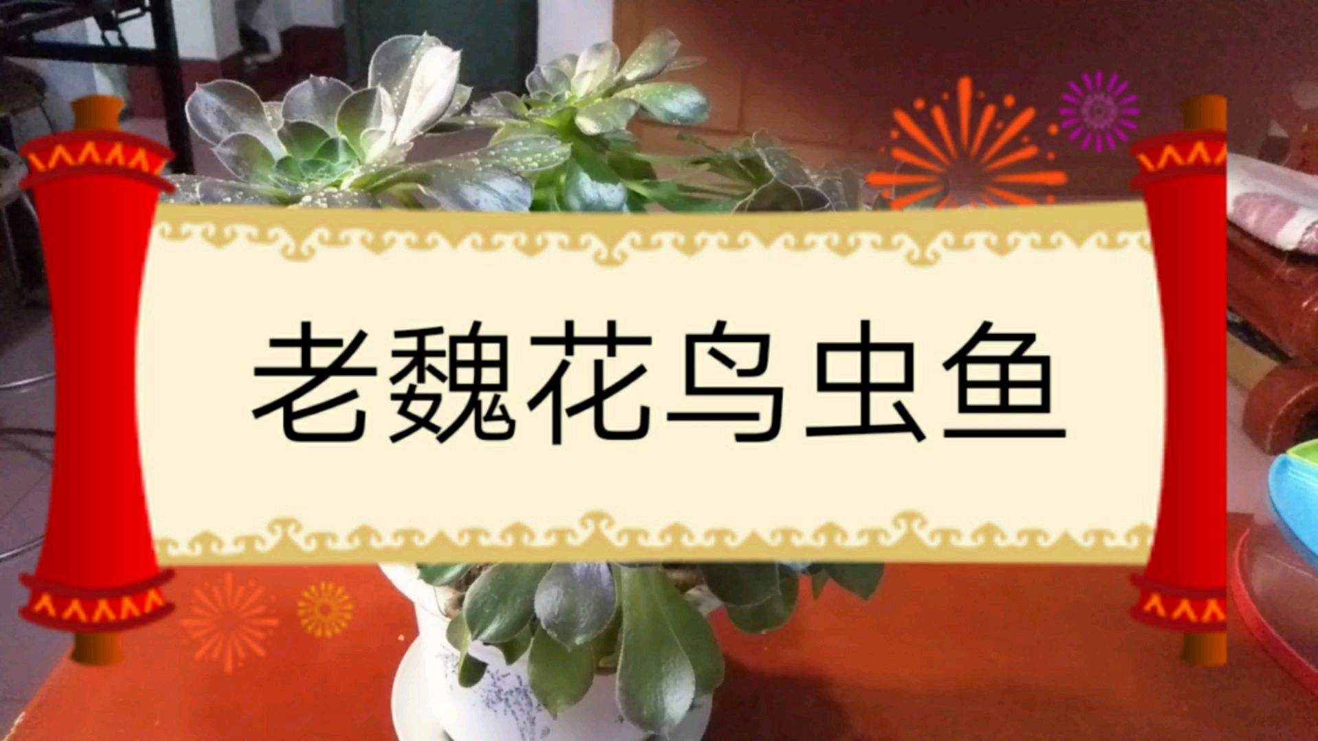 生机盎然的景天科莲花掌属多肉―绿法师