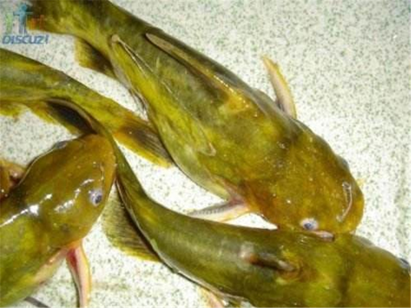 黄沙古提升质量需注意什么,饲料管理要注意,配比合理很关键