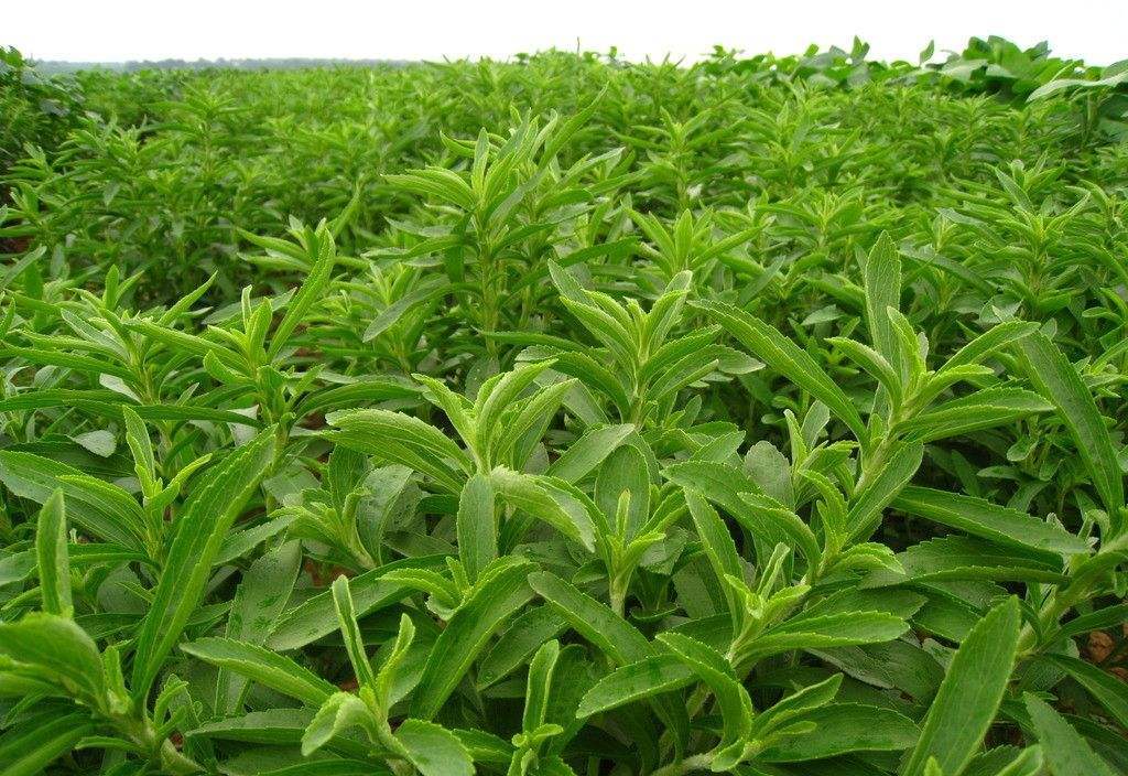 甜叶菊有着非常多的用处,在种植时,这4个种植技术缺一不可!