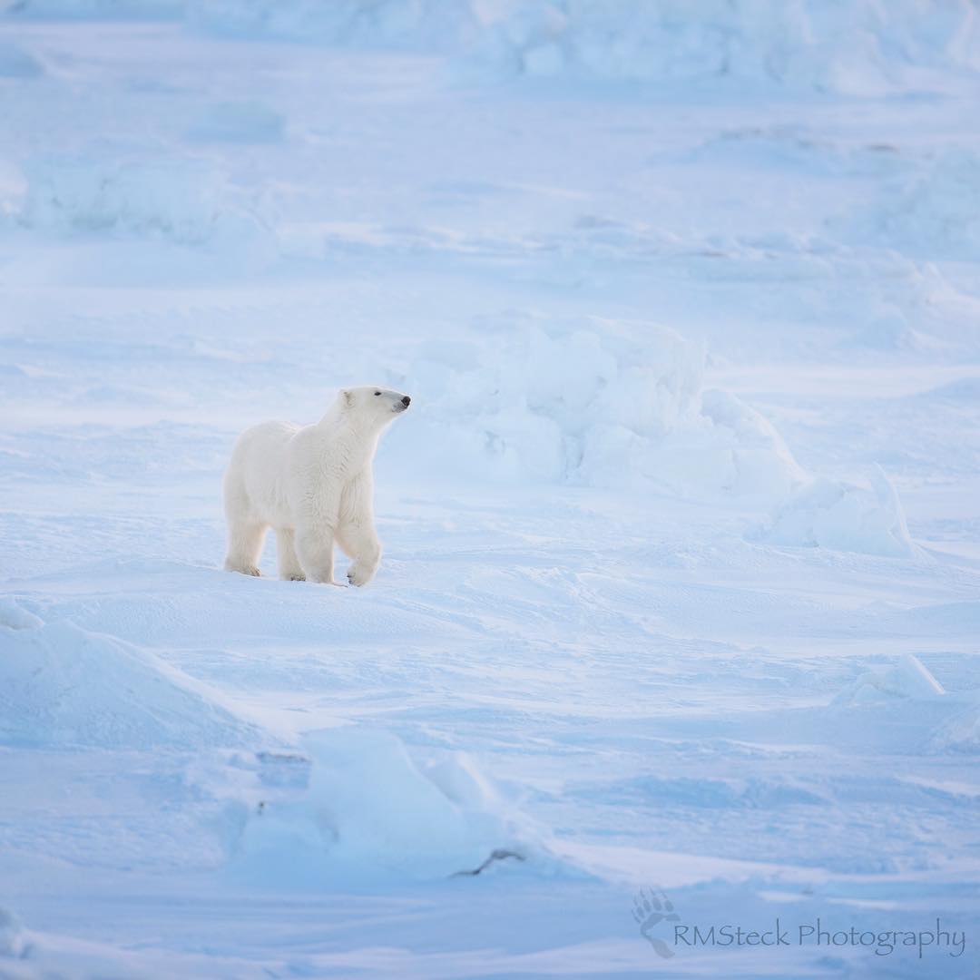 摄影师镜头下的北极熊们,都带着一种难以形容的灵气