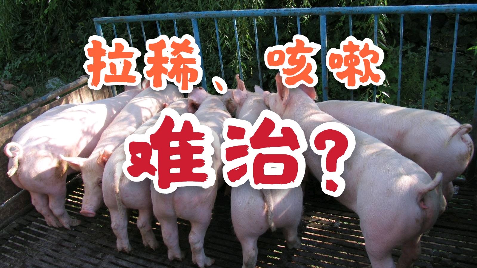 正确的药物配伍,让猪拉稀、咳嗽不再那么难治疗!