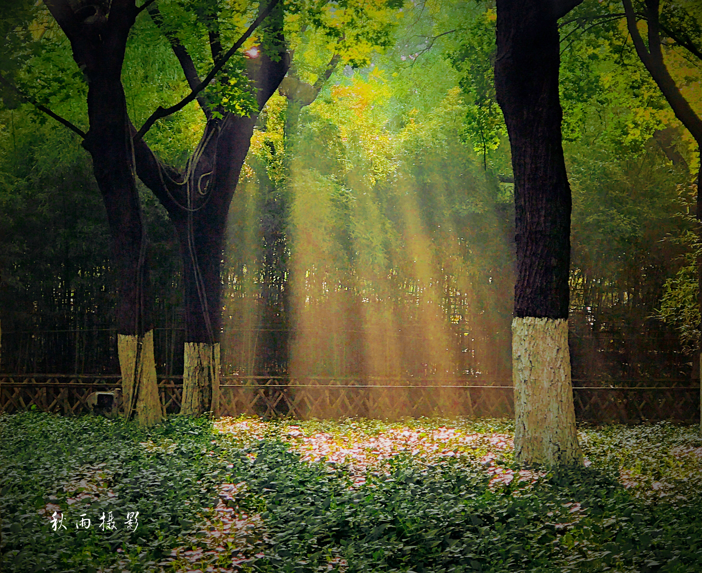 一场风雨后 初秋韵欲浓