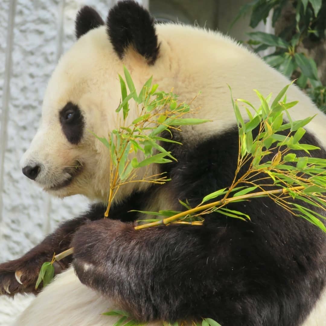 岛国王子动物园的大熊猫旦旦,来看看