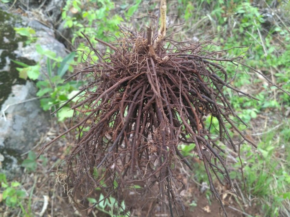 百度爱采购首页 商品专题_辣椒尤其是在3月4月左右的时候,这山辣椒秧