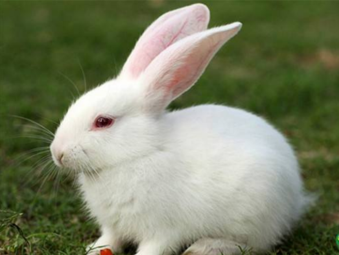 如何照顾家兔?这几点很重要,今天教给大家!