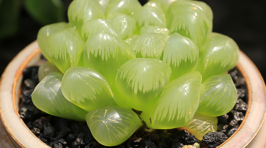 紫肌玉露:分为大型紫肌玉露和小型紫肌玉露,颜色区分不大