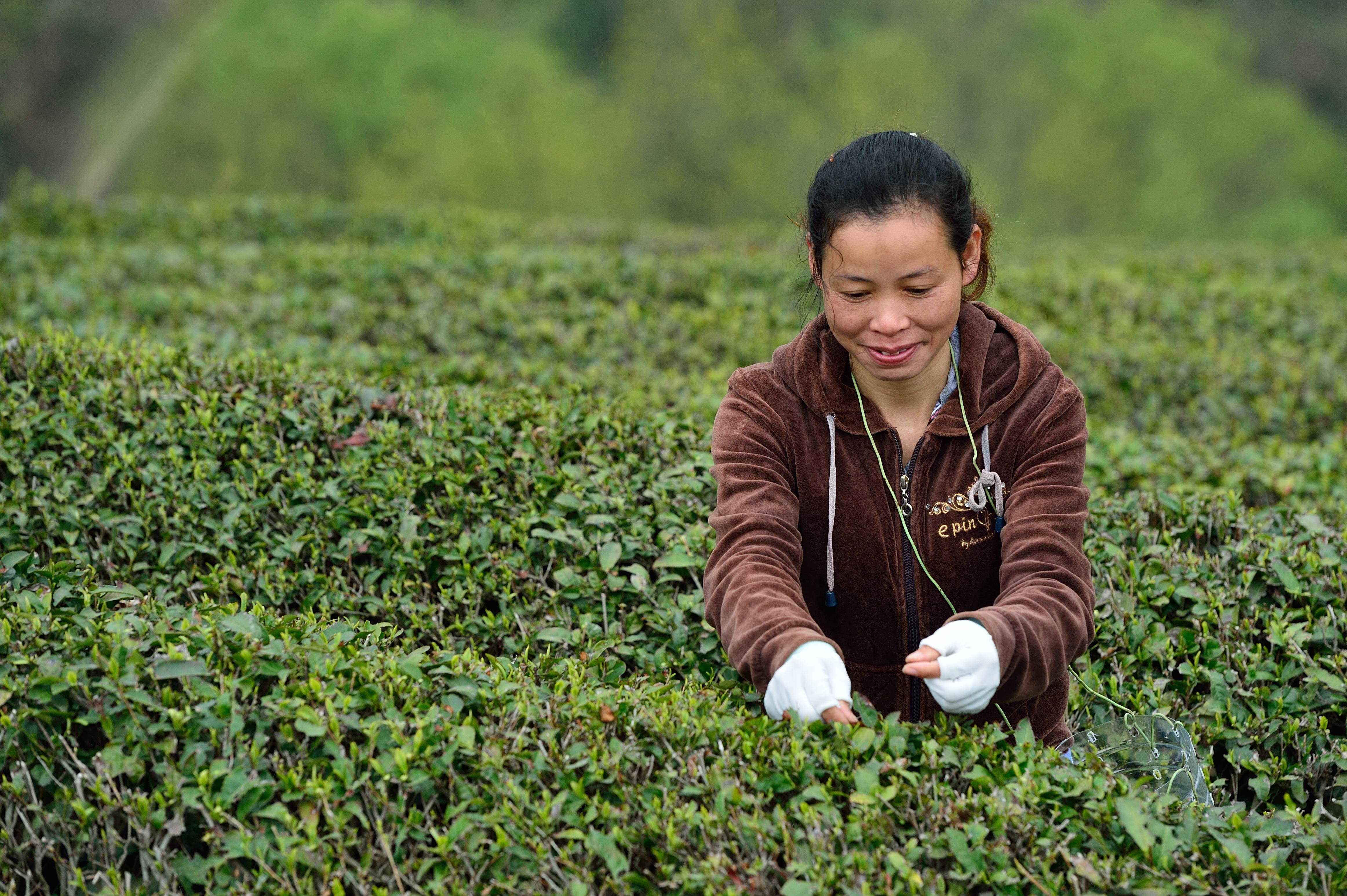 明前茶飘香 茶农采茶忙