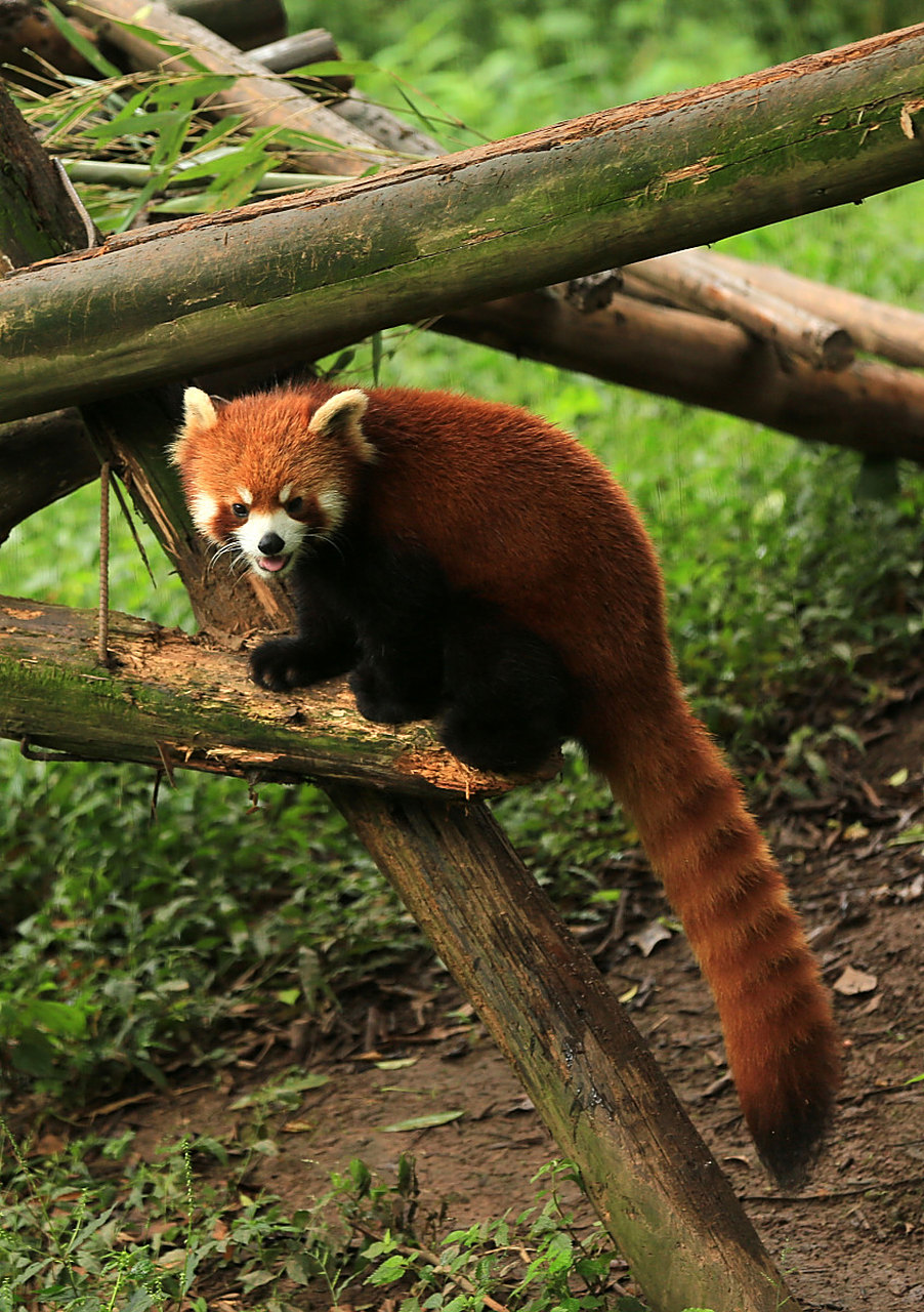 珍稀动物(rare animal)是在自然界较为稀有和珍贵的动物.
