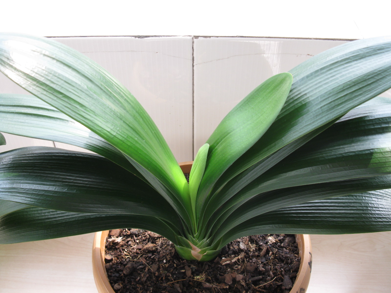 君子兰叶片耷拉,暗淡,蘸点"啤酒"擦一擦,30天冒出网格叶