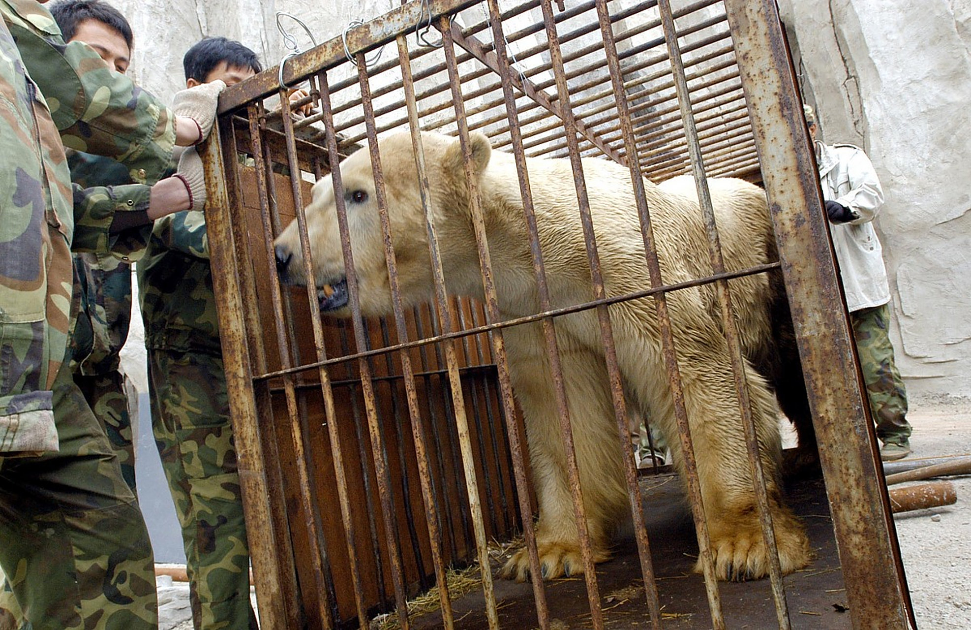 大家好,欢迎来到辽宁沈阳冰川动物乐园!