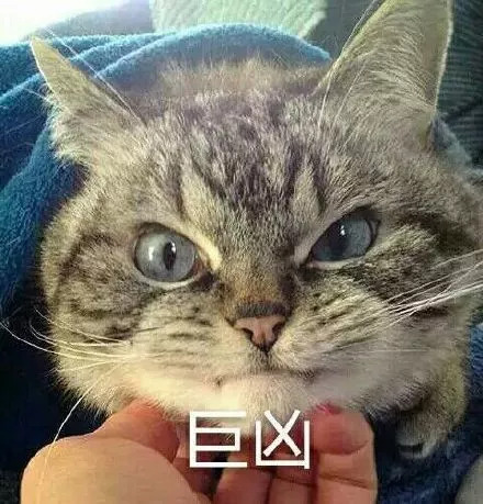 猫咪为什么会对人凶?细数几个猫咪生气的可能原因!