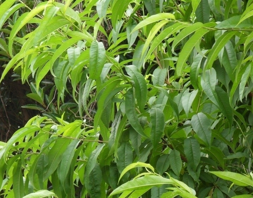 扁桃树的叶片图片图片