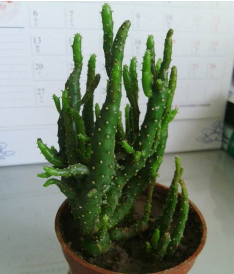 姬珊瑚仙人掌,灌木状,茎一般为圆形,花黄色,盛夏开放