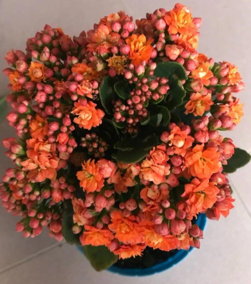 家里养盆团圆花,开花多旺家宅,瞧一眼就忘不掉!