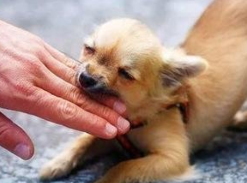 古代沒狂犬疫苗,被狗咬了怎麼辦?老祖宗還是很聰明的