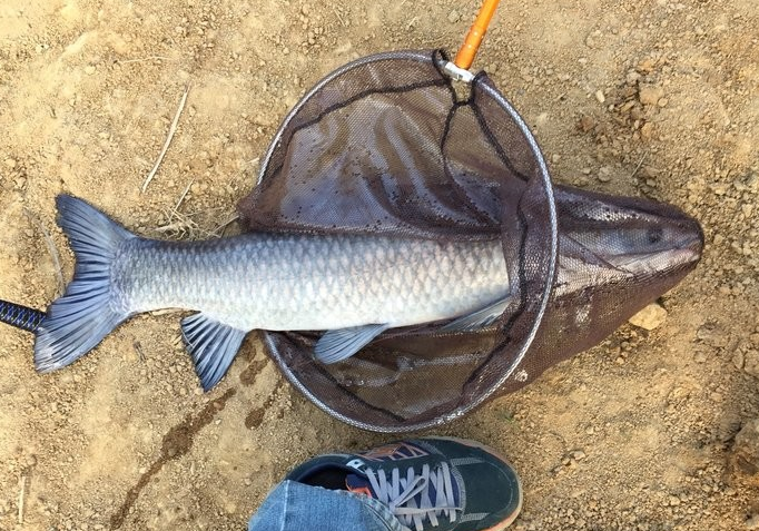 垂钓青鱼并不难,难的是找到正确方法,希望我们钓友能记住这几点
