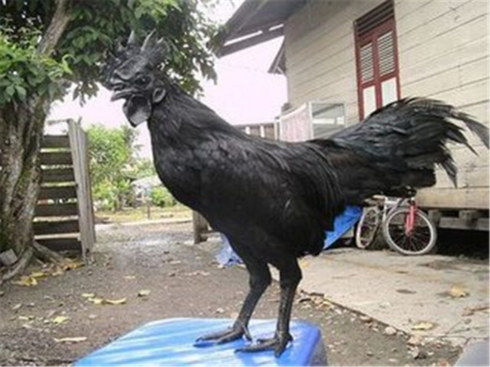 这种鸡从头黑到脚,甚至连下的蛋都是黑的!卖得比乌鸡还贵!