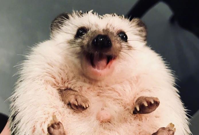 爱笑的刺猬注定运气不会差!