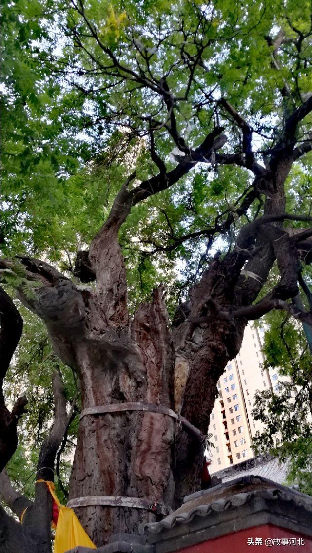 石家庄振头关帝庙的大槐树,不仅被称为龙角槐,还作为龙仙