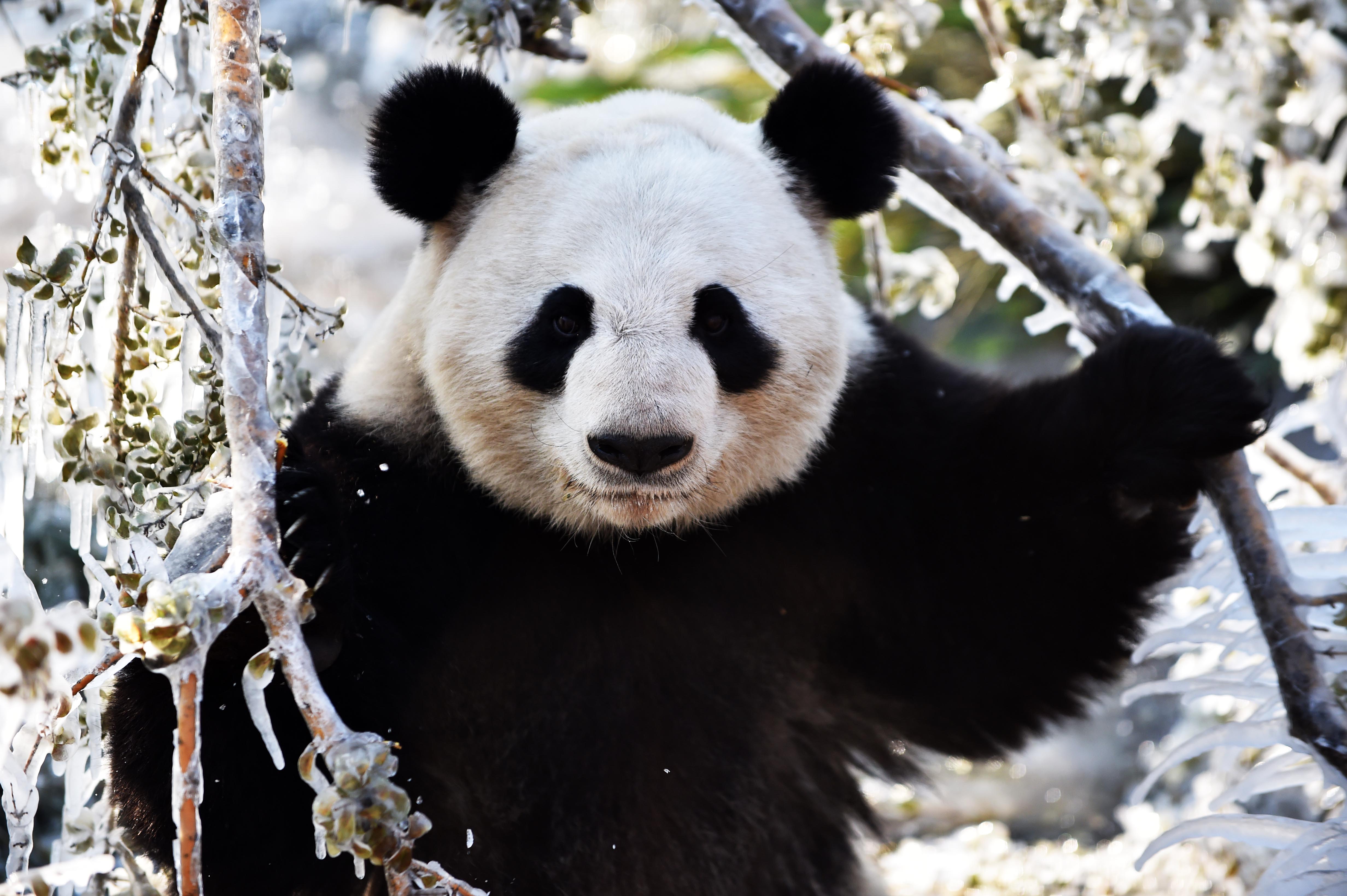 济南:数九寒天熊猫"撒欢"